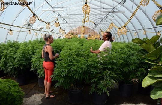 Two people speaking in a greenhouse growing legal recreational marijuana in Ontario, Canada