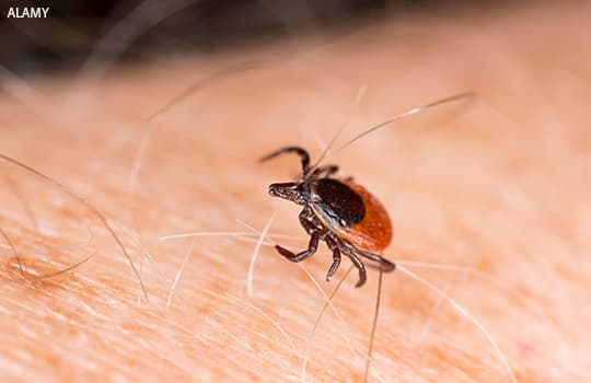 Ixodes ricinus tick