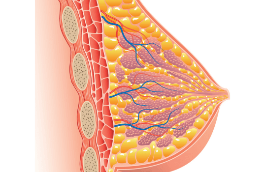 Breast anatomy