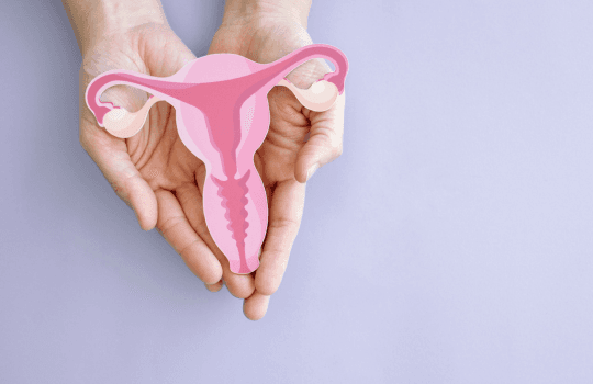 female reproductive organs