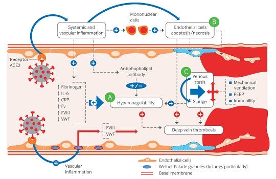 Pathogenesis of venous thromboembolism